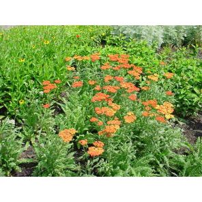 Achillea 'Terracotta.jpg