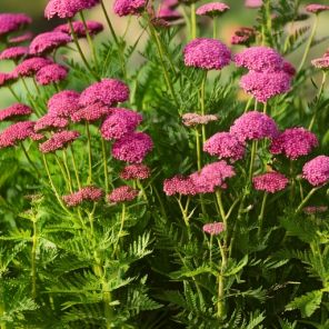 Achillea Cerise Queen.jpg