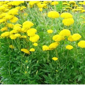 Achillea Cloth of Gold.jpg
