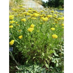 Achillea Coronation Gold.jpg