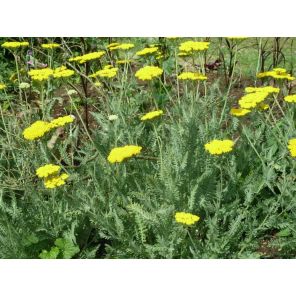 Achillea Moonshine.jpg