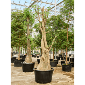 Adansonia digitata xxxxl.png