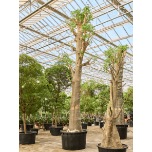 Adansonia digitata xxxxxl.png