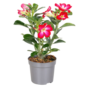 Adenium Anouk.png