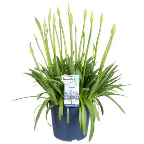 Agapanthus 'Amourette Superb'.jpg
