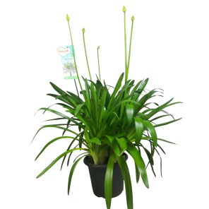 agapanthus big white.jpg