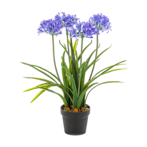 agapanthus blauw.png