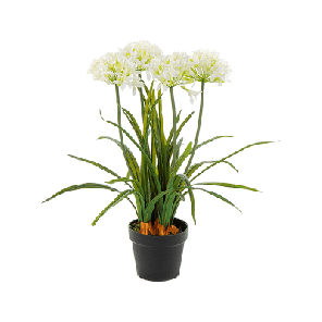 agapanthus wit.png
