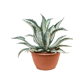 Agave americana mediopicta Alba.png