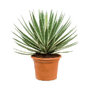 Agave angustifolia.png