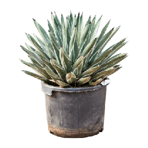 Agave ferdinandi-regis.png