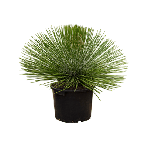 Agave geminiflora.png