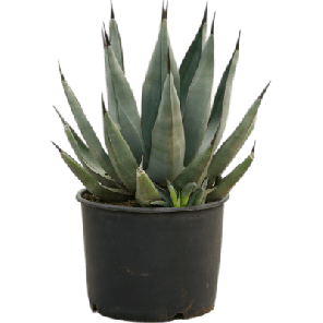 Agave nigra.png