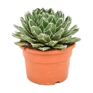Agave victoriae-reginae.png