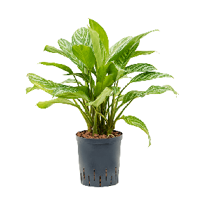 Aglaonema-Stripes-S.png