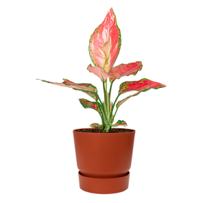 Aglaonema Cherry Baby in Elho Greenville pot - bruin.png