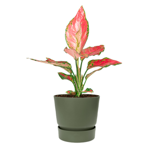 Aglaonema Cherry Baby in Elho Greenville pot - groen.png