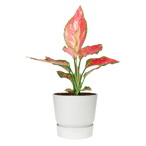 Aglaonema Cherry Baby in Elho Greenville pot - wit.png