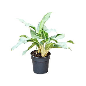 Aglaonema Ghost.png