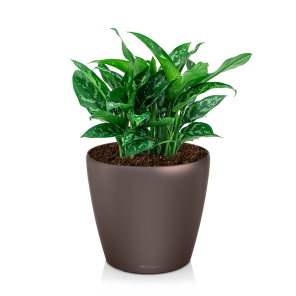 Aglaonema maria in watergevende pot classico espresso bruin.png