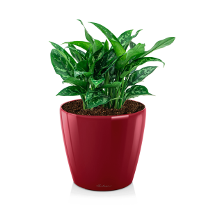 Aglaonema maria in watergevende pot classico rood.png