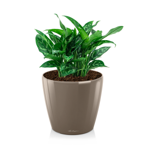 Aglaonema maria in watergevende pot classico taupe.png