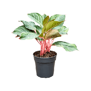 aglaonema princess.png