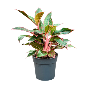 Aglaonema Siam Red.png
