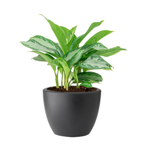 Aglaonema Silver Bay in Elho pure soft round - Antraciet_1.png