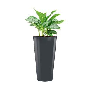 Aglaonema Silver Bay in Runner rond antraciet.png