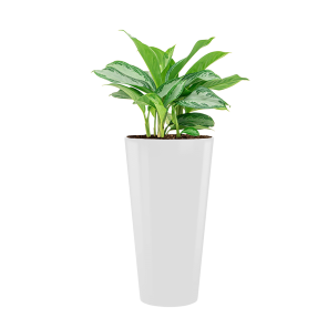 Aglaonema Silver Bay in Runner rond wit.png