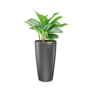 Aglaonema Silver Bay in watergevende Rondo Lechuza - antraciet.png
