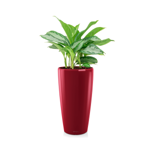 Aglaonema Silver Bay in watergevende Rondo Lechuza - rood.png