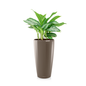 Aglaonema Silver Bay in watergevende Rondo Lechuza - taupe.png