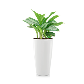 Aglaonema Silver Bay in watergevende Rondo Lechuza - wit.png