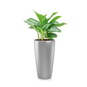 Aglaonema Silver Bay in watergevende Rondo Lechuza - zilver.png