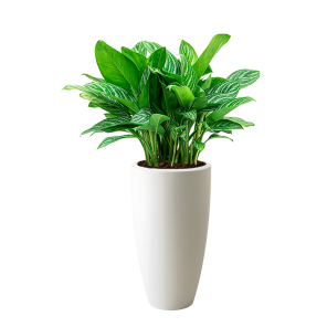 Aglaonema Stripes in Elho Pure soft hoog rond - wit.png