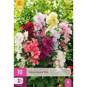 Alcea rosea Mix.jpg