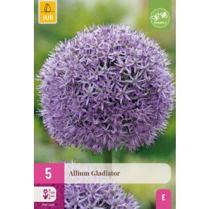 allium gladiator 5.jpg