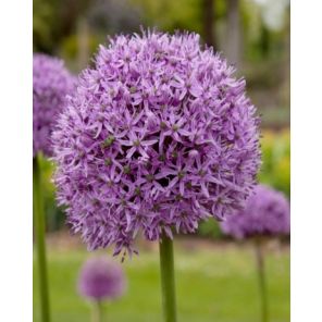 allium gladiator.jpg