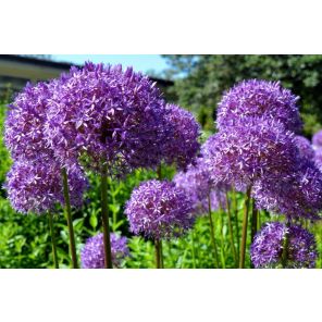 Allium Globemaster.jpg
