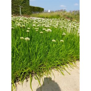 allium senescens.jpg
