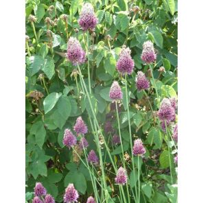 Allium sphaerocephalon_1.jpg