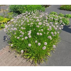 Allium summer beauty.jpg