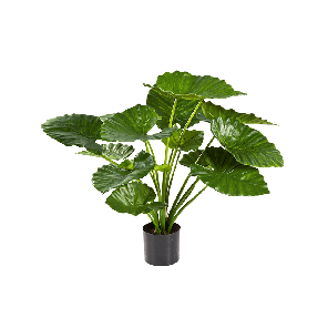 alocasia-calidora-75-cm_c70219.png