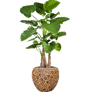 Alocasia Calidora in Facets Ageless Couple - kunstplant.png