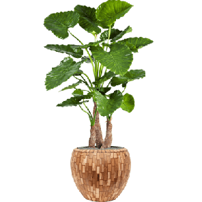 Alocasia Calidora in Facets Jenga Couple  - kunstplant.png