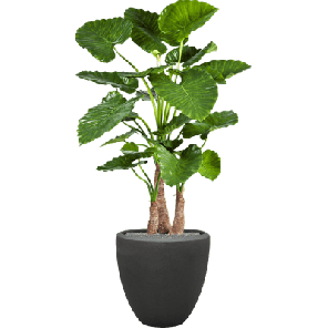 Alocasia Calidora in Polystone Couple Zwart1.png