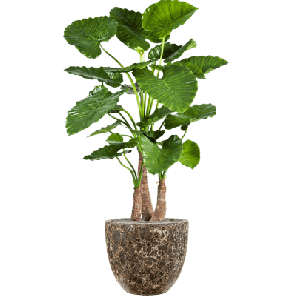 Alocasia Calidora in Vulcana Couple Zwart 1.png