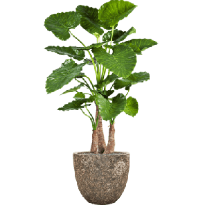 Alocasia Calidora in Vulcana Metal  - kunstplant 11.png